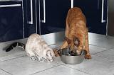 MANGER CHIEN ET CHAT 006